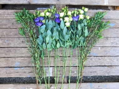 Collection Lisianthus Stems from £10